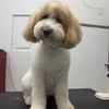Alessandro Pet Spa gift card