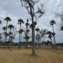 Photo of A & M Tree Service & Landscaping