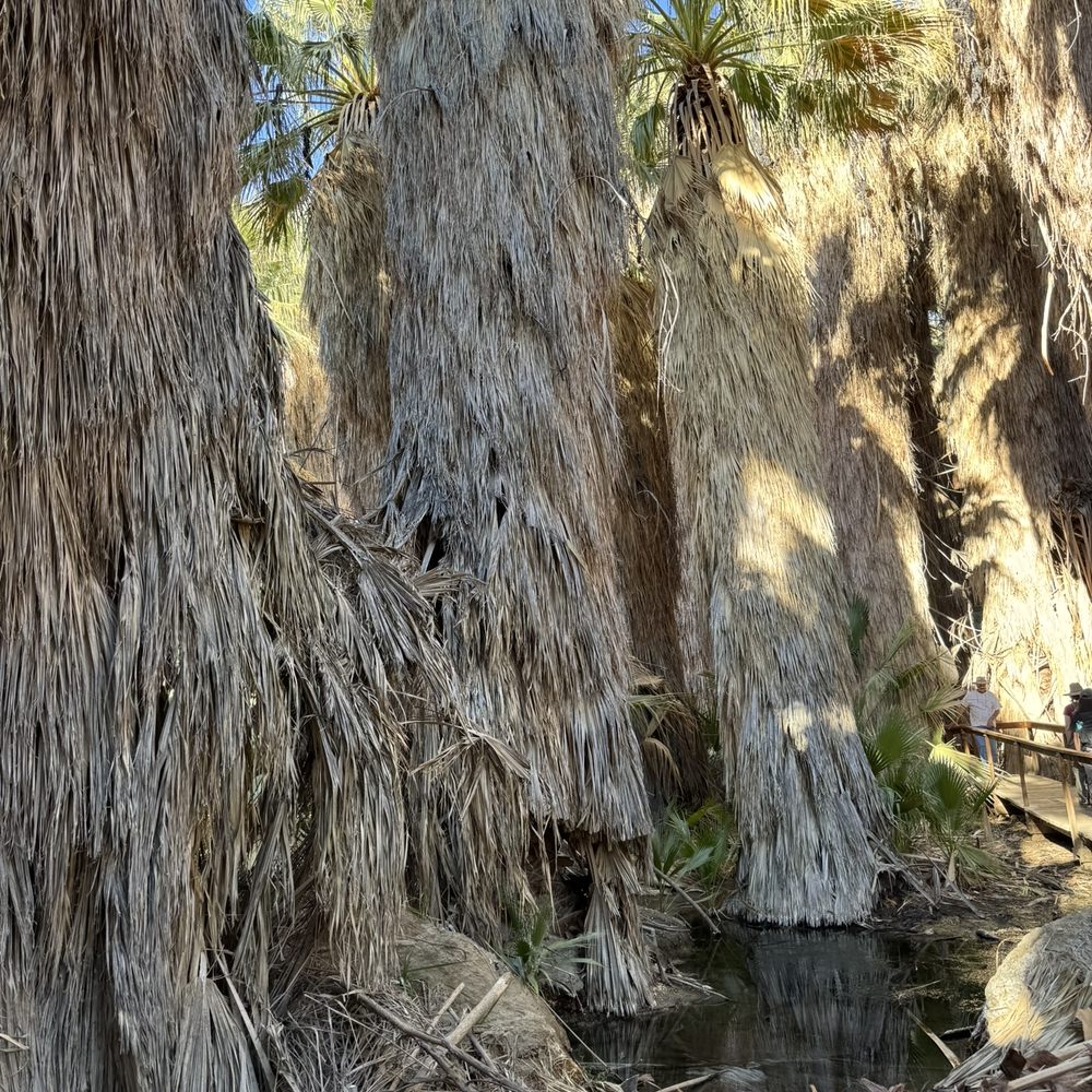 Coachella Valley Preserve - California fan palms and water - Hiking Near Me - Thousand Palms, California Coachella Valley Preserve - California fan palms and water - Hiking Near Me - Thousand Palms, California