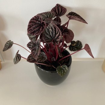 The Plant Chica - Plant and pot from there - Nurseries & Gardening Near Me - leimert park, California The Plant Chica - Plant and pot from there - Nurseries & Gardening Near Me - leimert park, California