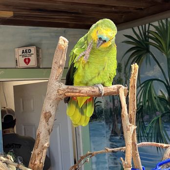 Gatorland - They have beautiful birds - Zoos Near Me - Orlando, Florida Gatorland - They have beautiful birds - Zoos Near Me - Orlando, Florida