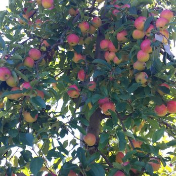 Doe Orchards - Pick Your Own Farms Near Me - Harvard, Massachusetts