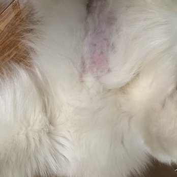 Four Paws Grooming - Shaved his stomach without asking.... - Pet Groomers Near Me - Walnut Creek, California