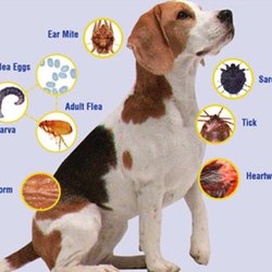 Head To Tail Veterinary Hospital - Photo