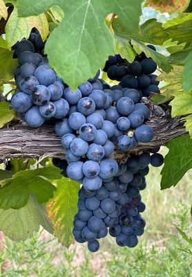 Robert Clay Vineyards by null
