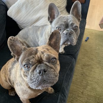 Shaka Paws Pet Services - Ziggy and Nūmi - Pet Sitting Near Me Shaka Paws Pet Services - Ziggy and Nūmi - Pet Sitting Near Me