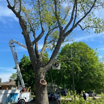 DC Arborcare - Tree Services Near Me - Belleville, Michigan