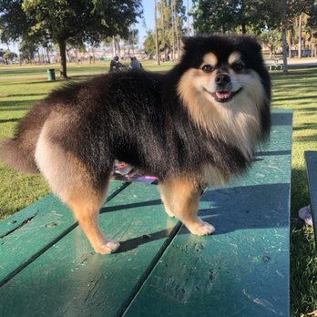 Malegic Dog Grooming - Full groom - classic Pomeranian cut - Pet Groomers Near Me Malegic Dog Grooming - Full groom - classic Pomeranian cut - Pet Groomers Near Me
