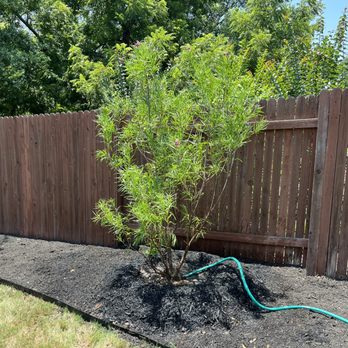 Moon Valley Nurseries - Desert Willow - Nurseries & Gardening Near Me - Austin, Texas