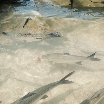 Tarpon Feeding - Local Flavor Near Me - Islamorada, Florida