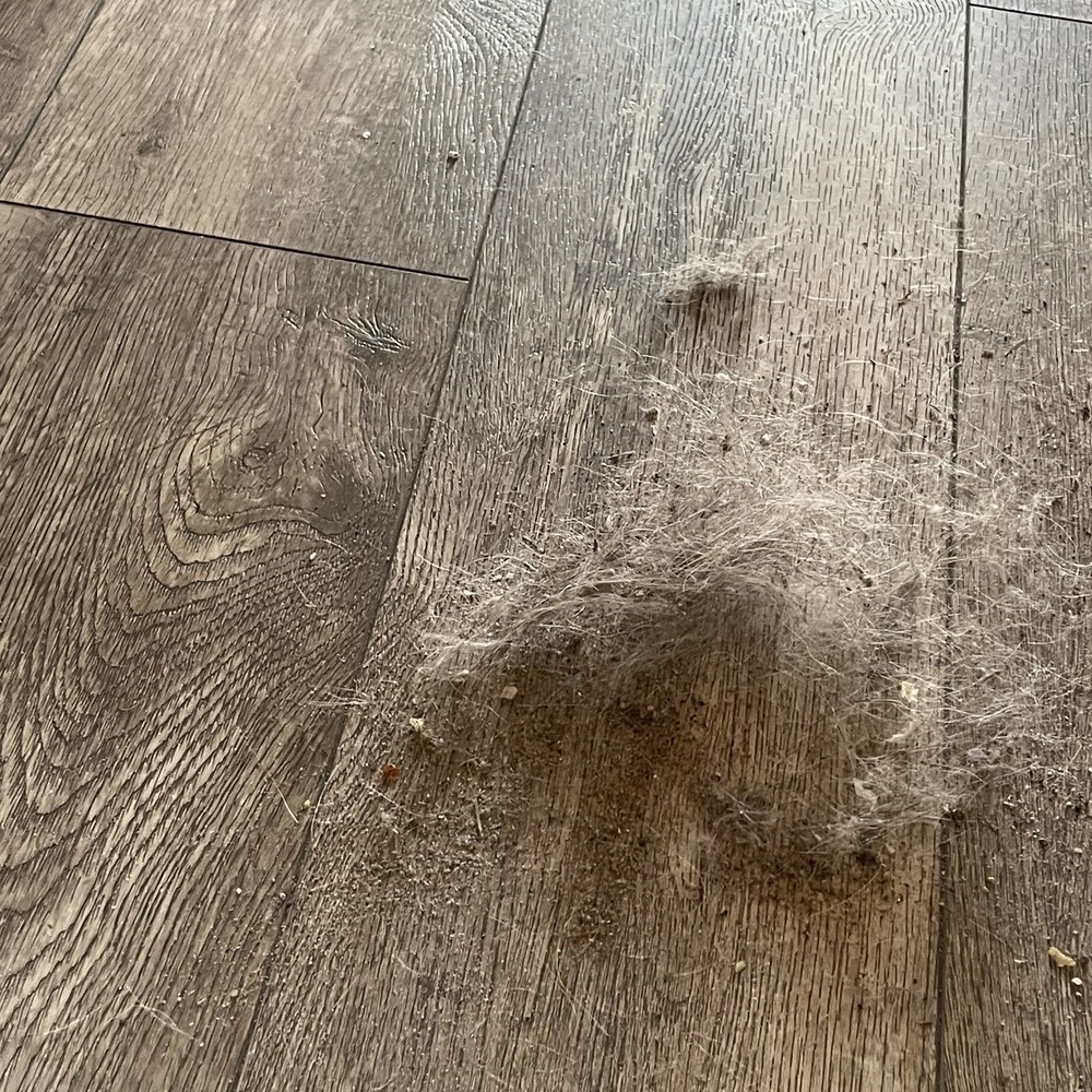 Had to clean the cottage ourselves. This is just what came off the living room floor. Had to clean the cottage ourselves. This is just what came off the living room floor.