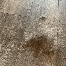 Had to clean the cottage ourselves. This is just what came off the living room floor.