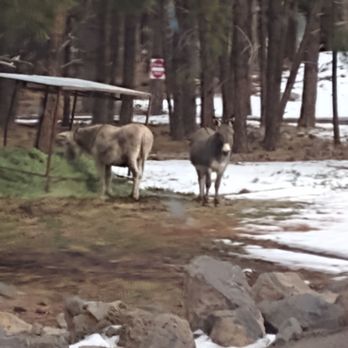 Bearizona - Burros - Zoos Near Me - Williams, Arizona