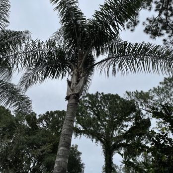 Rodney Willis Florida Tree Service - Clean palm tree - Tree Services Near Me Rodney Willis Florida Tree Service - Clean palm tree - Tree Services Near Me