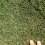 Photo of Legacy Turf Farms