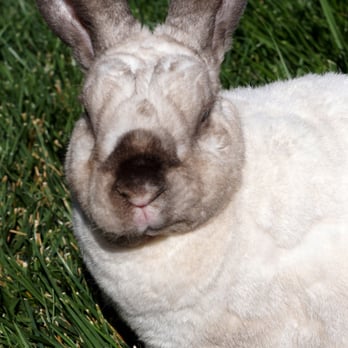 Petco - rescued bunnies are more fun. - Pet Training Near Me - Roseville, California