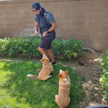 Obey My Commands Dog Training - Working on our manners in the back yard. - Pet Training Near Me - Anaheim, California Obey My Commands Dog Training - Working on our manners in the back yard. - Pet Training Near Me - Anaheim, California