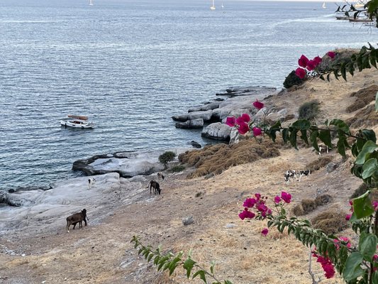 Caresse, a Luxury Collection Resort & Spa, Bodrum by null