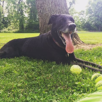Lower Allen Community Park - Our pups tired out from playing fetch at lower Allen - Dog Parks Near Me - Mechanicsburg, Pennsylvania Lower Allen Community Park - Our pups tired out from playing fetch at lower Allen - Dog Parks Near Me - Mechanicsburg, Pennsylvania