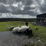 Photo of Caherconnell Stone Fort & Sheepdog Demonstrations