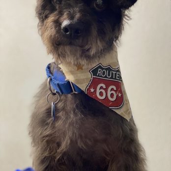 Private Mobile Grooming - Pet Groomers Near Me Private Mobile Grooming - Pet Groomers Near Me