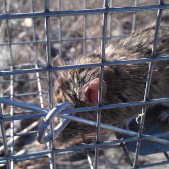 Budget Pest Control - Yes there are rats in Denver! - Pest Control Near Me - Centennial, Colorado Budget Pest Control - Yes there are rats in Denver! - Pest Control Near Me - Centennial, Colorado