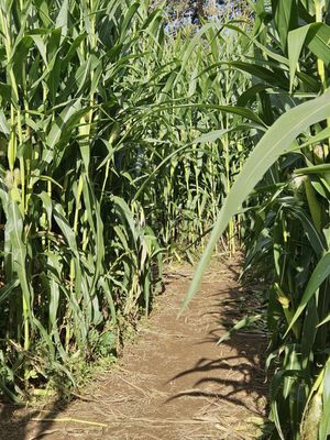 Bushue's Family Farm by null