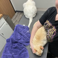 Aspen Commons Animal Hospital - Vet room
