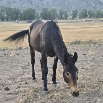 4 Eagle Ranch - Ranch horse - Horseback Riding Near Me - Wolcott, Colorado