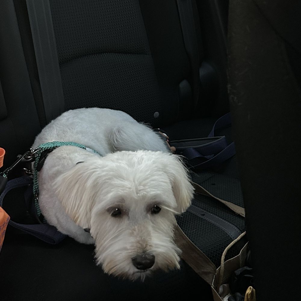 Bobby & Paws Pet Studio - After picture - not what we asked for at all - Pet Groomers Near Me - Queens, New York