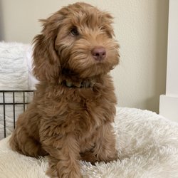Ladd Hill Labradoodles