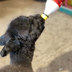 Road Runner Rascals Alpaca Ranch - Feeding a 2 week old alpaca