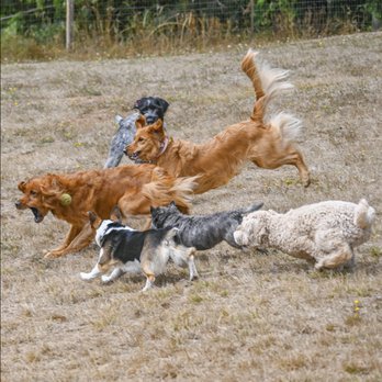 Double Dog Ranch - Pet Boarding Near Me Double Dog Ranch - Pet Boarding Near Me