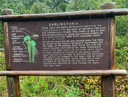 Darlingtonia State Natural Site by null