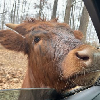 Lazy 5 Ranch - Zoos Near Me - Mooresville, North Carolina