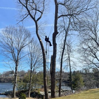 A.K. Tree & Landscape - a man on a rope - Tree Services Near Me A.K. Tree & Landscape - a man on a rope - Tree Services Near Me
