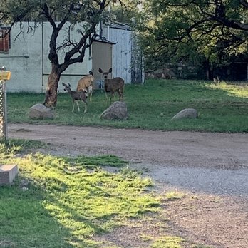 Katie's Cozy Cabins - Wildlife - Vacation Rentals Near Me - Tombstone, Arizona Katie's Cozy Cabins - Wildlife - Vacation Rentals Near Me - Tombstone, Arizona