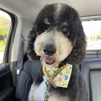 Paws R Us - Fiona - Pet Groomers Near Me - Fresno, California Paws R Us - Fiona - Pet Groomers Near Me - Fresno, California