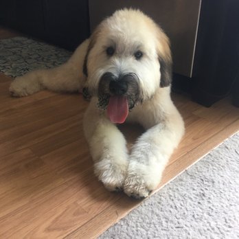 Central Paw Grooming - Pet Groomers Near Me - Warrenville, Illinois Central Paw Grooming - Pet Groomers Near Me - Warrenville, Illinois