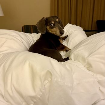 Sandman Inn - Mulligan approves of this motel - Hotels Near Me - La Grande, Oregon Sandman Inn - Mulligan approves of this motel - Hotels Near Me - La Grande, Oregon