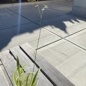 ION Restaurant, It's Only Natural, ION - Beautiful plant to propagate - Vegan Near Me - Middletown, Connecticut ION Restaurant, It's Only Natural, ION - Beautiful plant to propagate - Vegan Near Me - Middletown, Connecticut