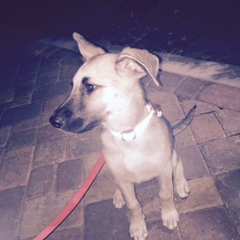 Southern Nevada Dog Training - Pet Training Near Me