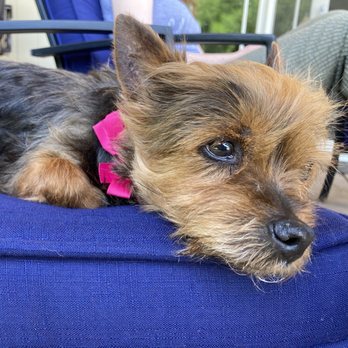 Furry Friends Rescue - Animal Shelters Near Me