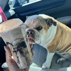 Shape Nutrition - Yummm Yumm!