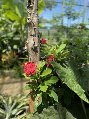 Memphis Botanic Garden by null