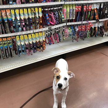 Pet Food Express - Collars galore! - Pet Stores Near Me - Campbell, California Pet Food Express - Collars galore! - Pet Stores Near Me - Campbell, California