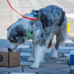 HumaneK9 Dog Training - Nose Work