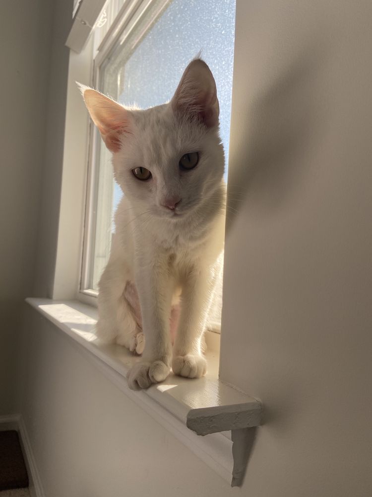 PETSENSE Updated August 2024 98 Davenport St, Goose Creek, South