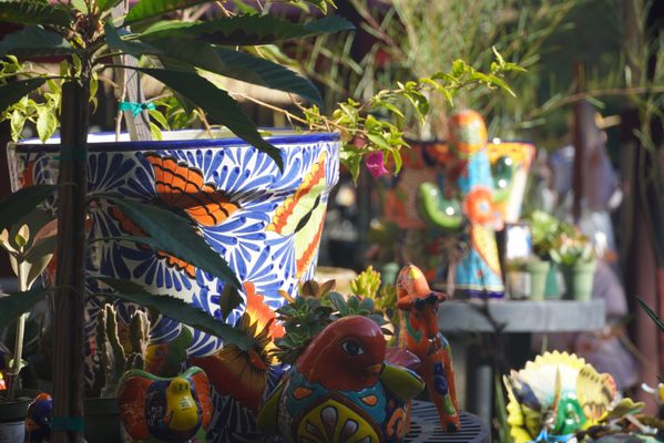 San Diego Zoo Safari Park by null