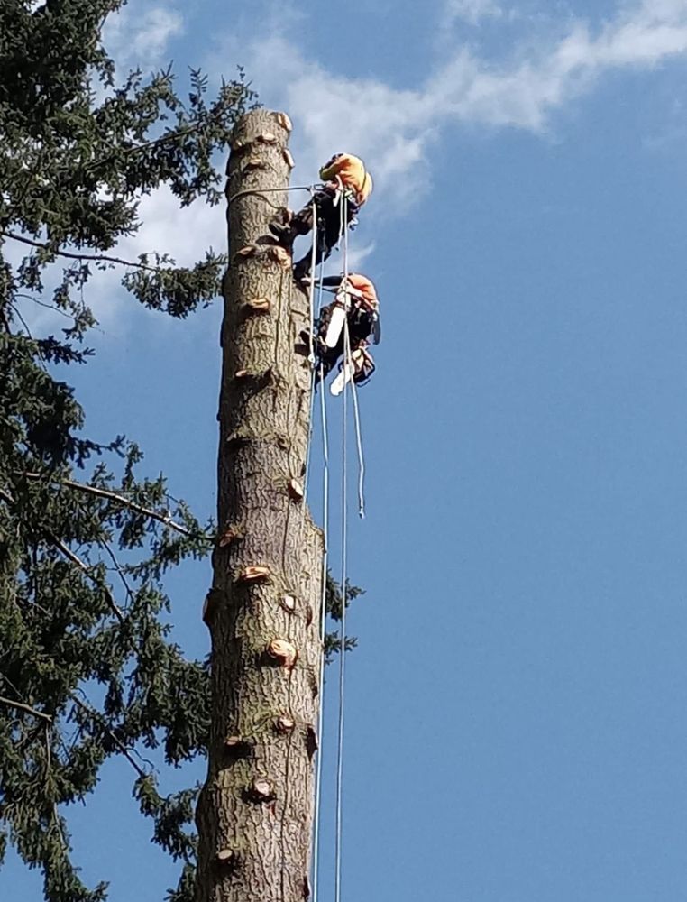 AJ's Tree Experts - tree service in Tacoma, WA